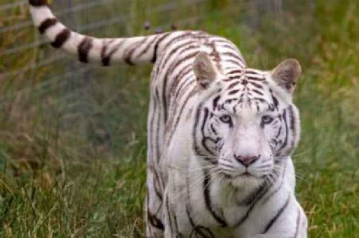 Hamerton Zoo 'devastated' following death of beloved tiger