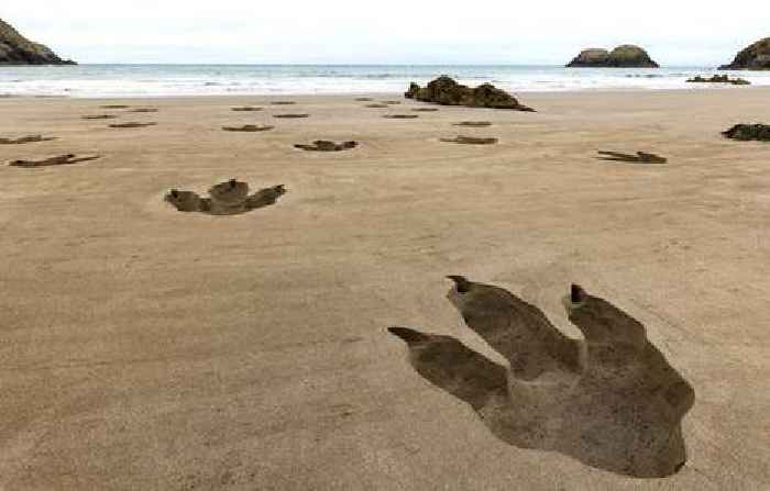 Pembrokeshire residents left baffled to find giant 'dinosaur' footprints on local beach