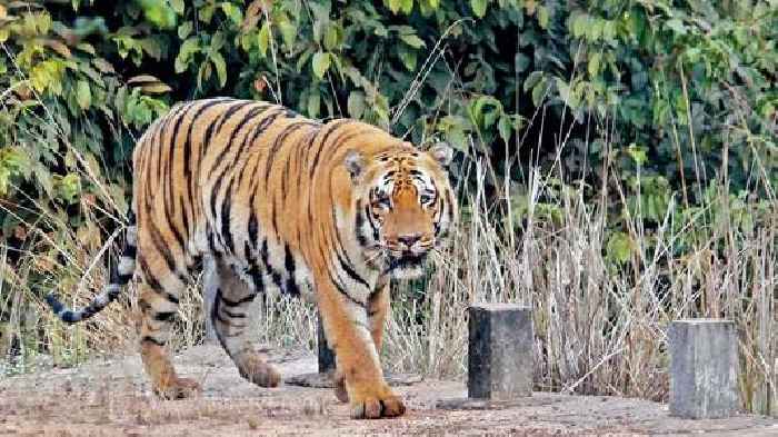 Maharashtra: Tadoba reserve’s legendary tiger, Waghdoh, dies of old age