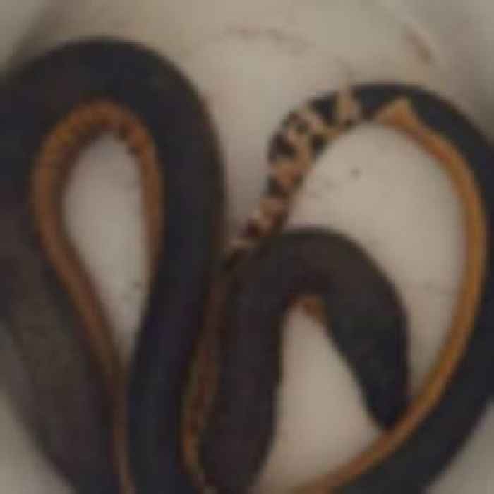 Man who found venomous sea snake poked it with a stick, shares video to TikTok