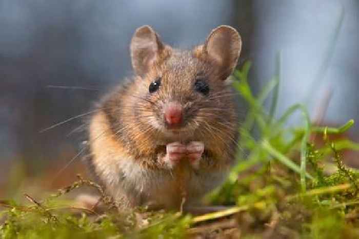 Chinese scientists develop anti-aging 'vampire' mice