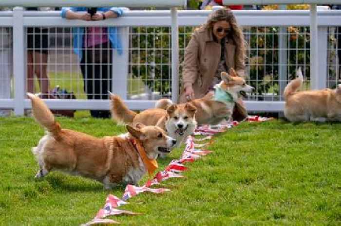 Chaotic 'Corgi Derby' sees pampered pooches try to bite each other's bums before race