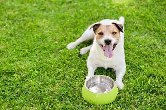Vet's warning over symptoms of heatstroke in dogs as Met Office issues heatwave warning