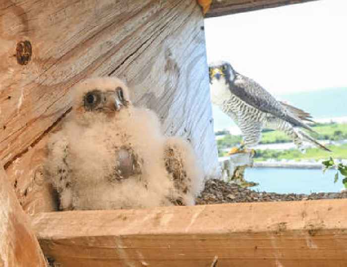 Tiny, adorable and ruthless: New peregrine falcon tagged on Gil Hodges Bridge