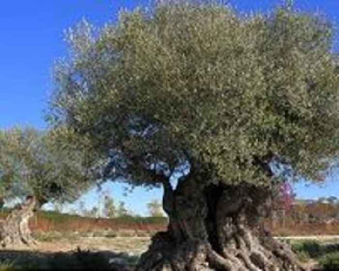 Olive trees were first domesticated 7,000 years ago