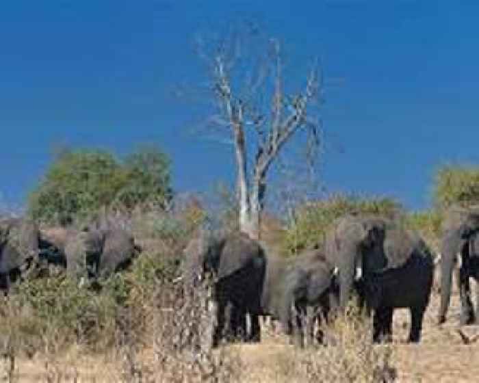 Malawi to move 250 elephants from overpopulated park