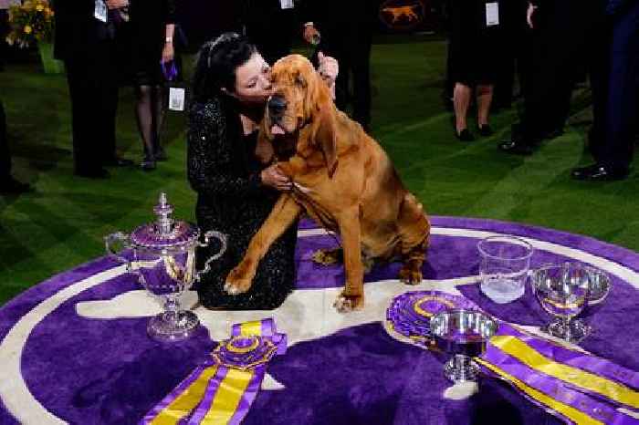 Early Addition:  Trumpet the bloodhound and his beautiful ears win the Westminster Dog Show