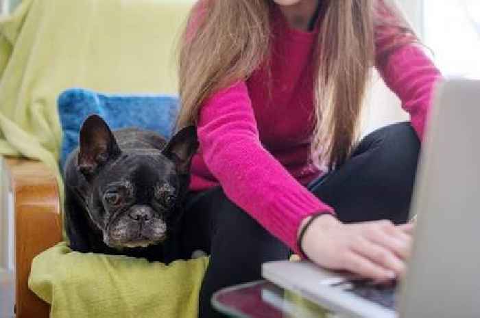 Bring Your Dog To Work Day: 9 tips for happy pooches as experts warn of separation anxiety