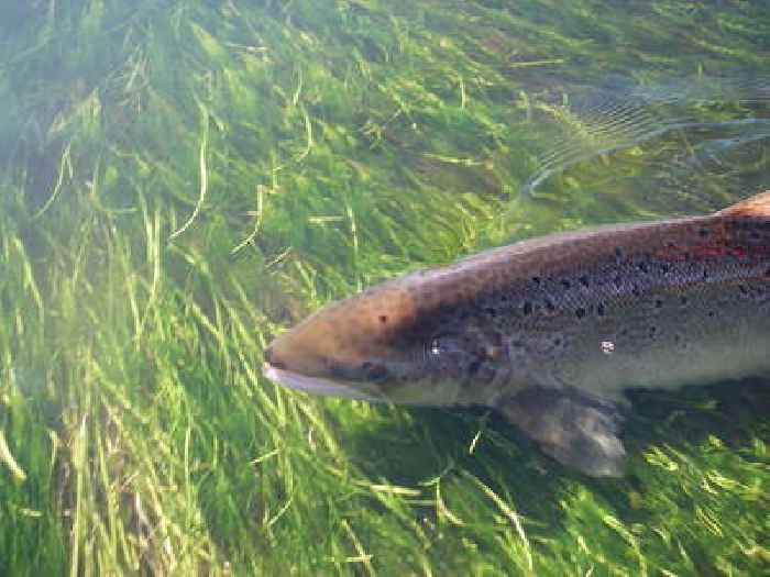  Significant drop in Atlantic salmon returning to English river confirms 2021 as a poor year for this iconic species – long-term monitoring project’s report shows