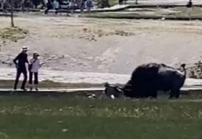Bison Attacks Yellowstone Visitors Who Got a Little Too Close