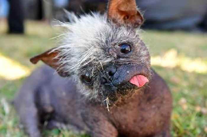 World's ugliest dog announced as internet users rush to defend 'Mr Happy Face'