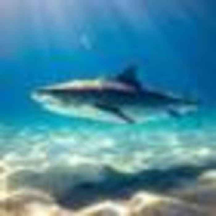 Two women killed in shark attacks at Egypt Red sea resorts