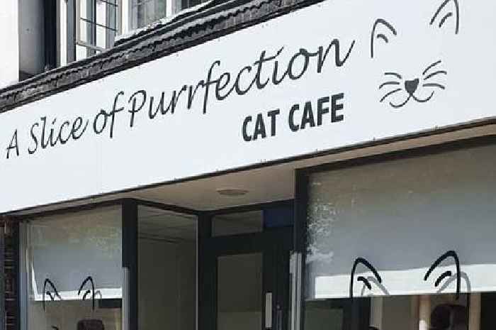 All 13 of Solihull cat café A Slice of Purrfection's house rules ahead of its opening this week