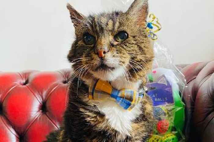 Beloved cat Meatball has survived being abandoned and car crash to become symbol of hope