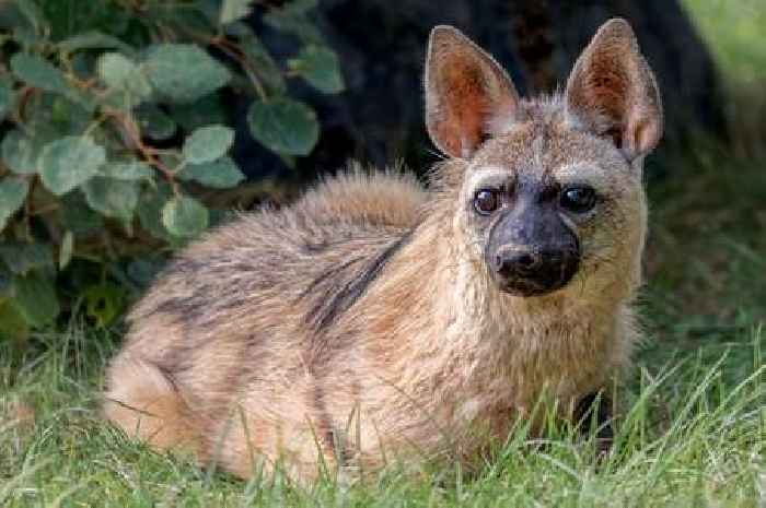 Hamerton Zoo 'deeply saddened' following death of rare Aardwolves