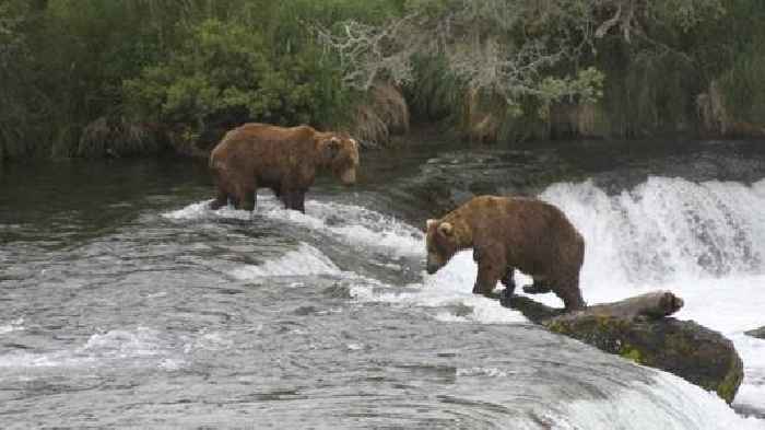 Bear Cameras In America's National Parks Are Surging In Popularity