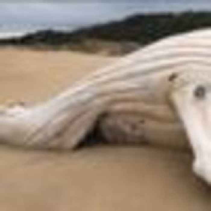 Is Migaloo dead? Fears white whale washed up on beach is world famous, rare humpback