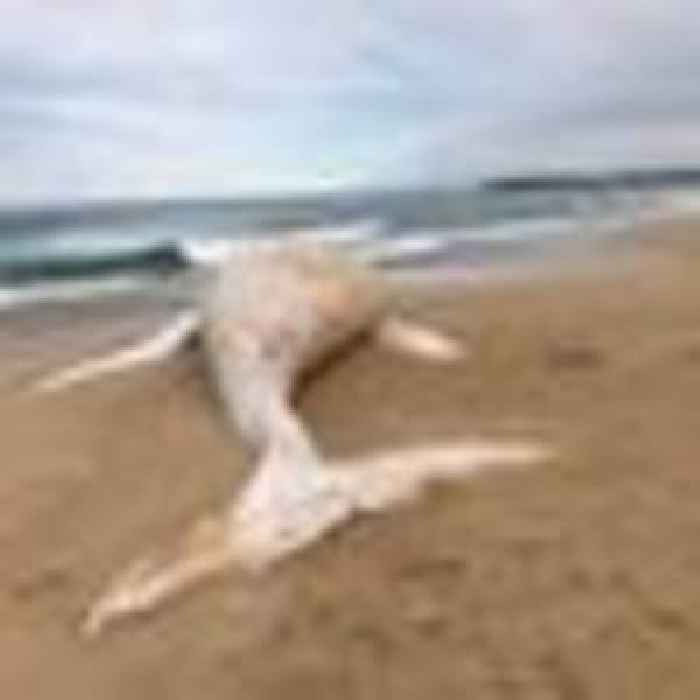Rare albino whale found washed up on Australia beach is not world-famous humpback Migaloo