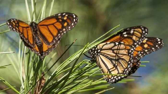 Beloved Monarch Butterflies Now Listed As Endangered