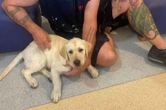 Staffordshire firm sorry as puppies found 'half dead' in vans on ferry on record hot day