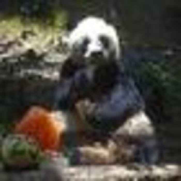 An An, world's oldest captive male panda, dies at 35 in Hong Kong