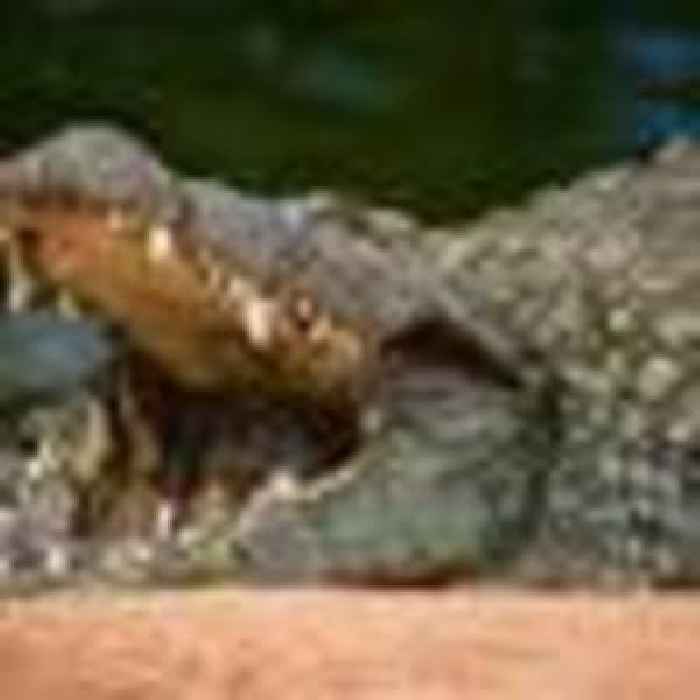 American tourists attacked by saltwater crocodile in Mexico
