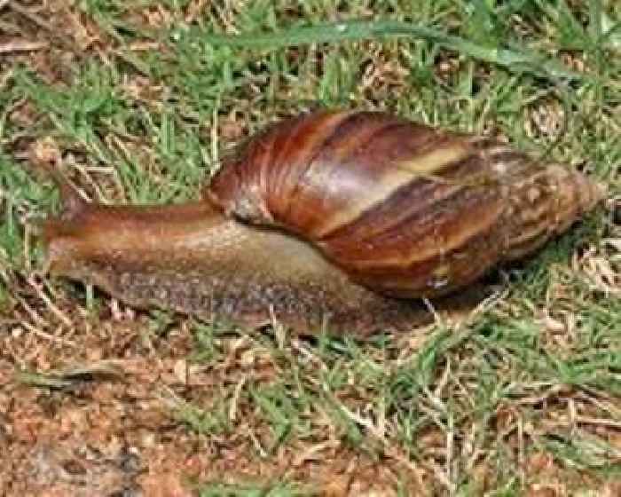 Florida hurries to catch fast-spreading snail invasion