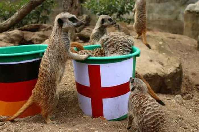 Mystic meerkats who predicted England's Euros success say Lionesses will go all the way