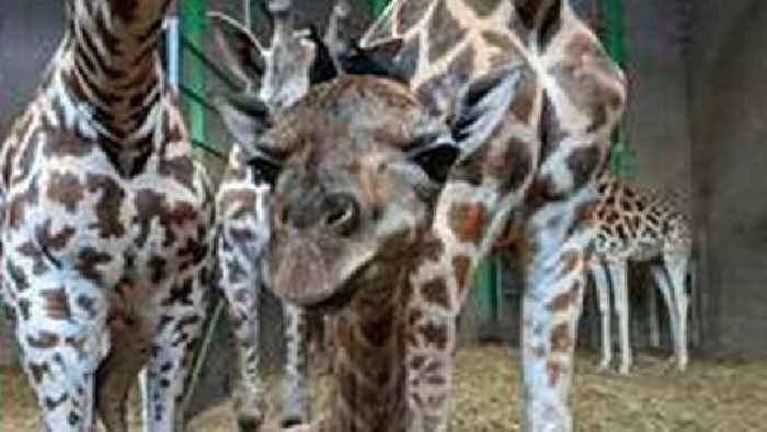 Belfast Zoo welcomes birth of endangered giraffe ‘Handsome Henry’