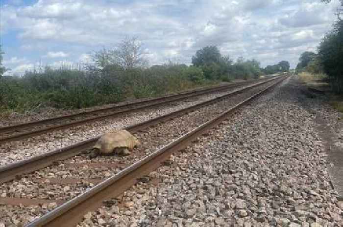Clyde the 'shell shocked' tortoise who brought trains to a standstill rescued from railway tracks