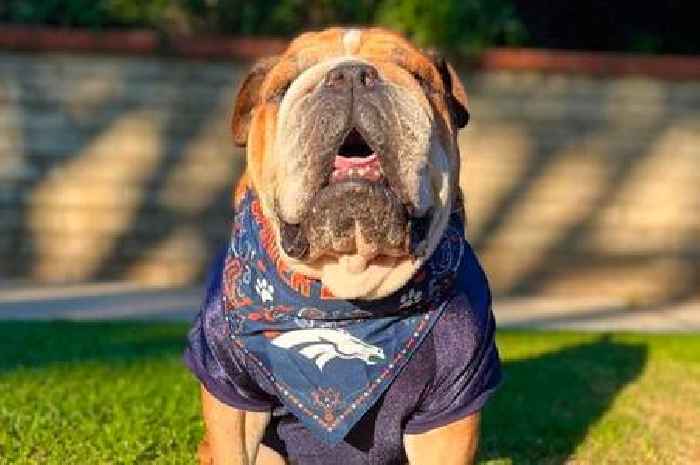 Lewis Hamilton's dog becomes Denver Broncos fan as F1 icon opens up about NFL investment