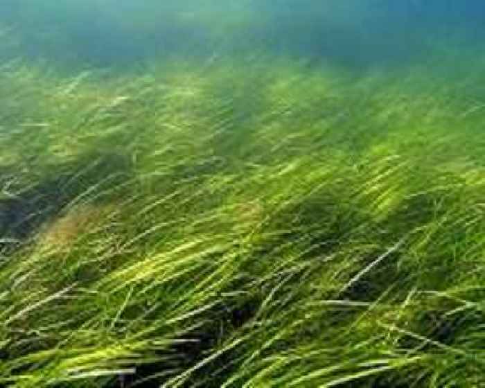 Ancient ice ages shapes how seagrasses respond to environmental threats