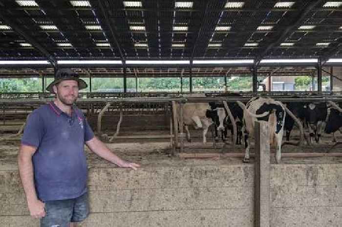 True impact of Kent's dry weather as farm left '30 per cent down' on winter feed