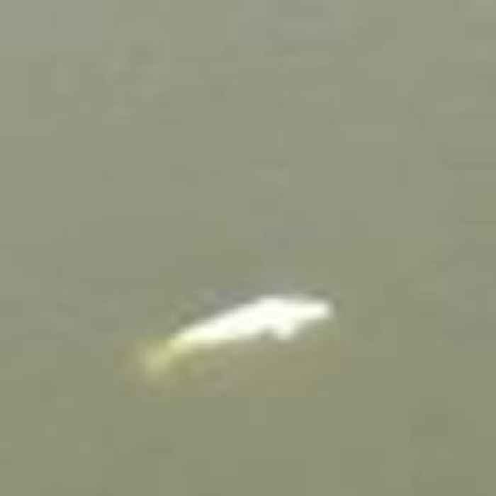 Lost beluga whale spotted in River Seine thousands of miles from Arctic home