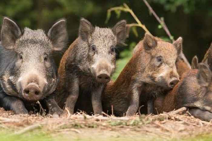 African Swine Fever warning as Forest of Dean walkers urged not leave food waste behind