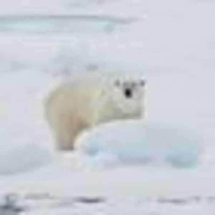 Polar bear attacks tourist on Norwegian island