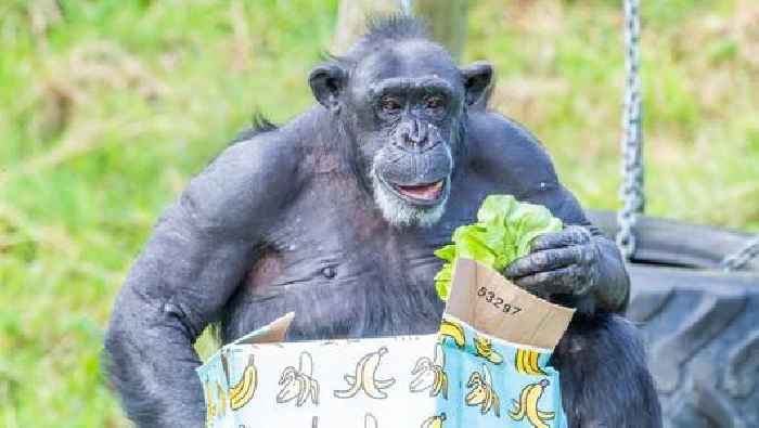 ‘Happy Birthday Lizzie’: Belfast Zoo’s oldest chimp resident celebrates landmark 50 years