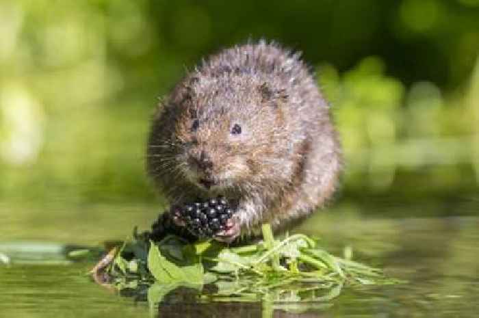 Newly discovered 'Henipavirus' discovered to pass to humans from shrews