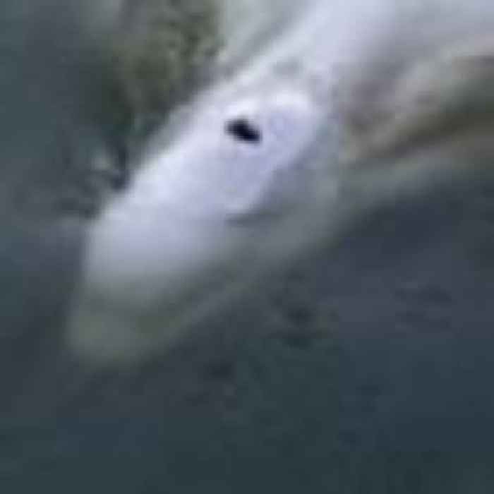 Expert warns trapped beluga whale 'may die' during rescue but insists 'we must try'