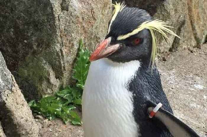 Edinburgh Zoo's oldest penguin killed by fox which broke into birds' enclosure