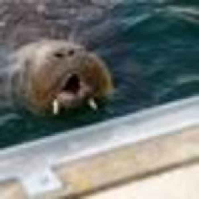 Freya the walrus put down due to fears for public safety