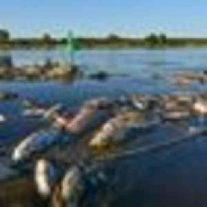 Mystery surrounds mass fish die-off in European river
