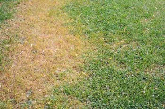 Expert shares tips on how to save your grass during the hosepipe ban
