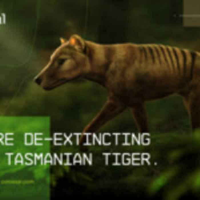 Colossal to De-Extinct the Thylacine, also known as the Tasmanian Tiger, an Iconic Australian Marsupial That Has Been Extinct Since 1936