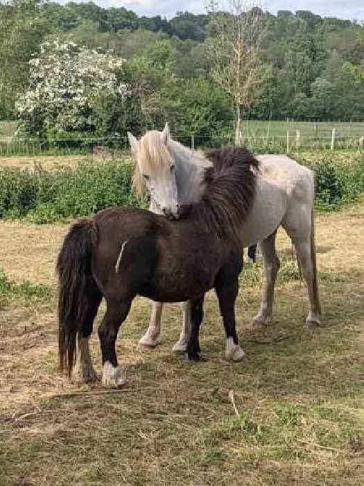 Land and fundraising appeal for local horse sanctuary