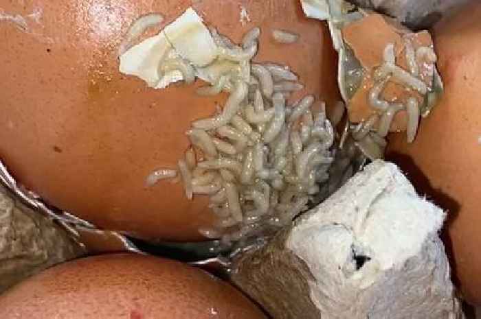 Mum claims rotten Lidl eggs infested her fridge with 'hundreds of writhing maggots'