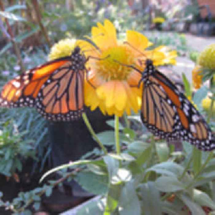 Hipcamp and Xerces Society Launch Ambitious 2.6 Million Acre Monarch Conservation Program