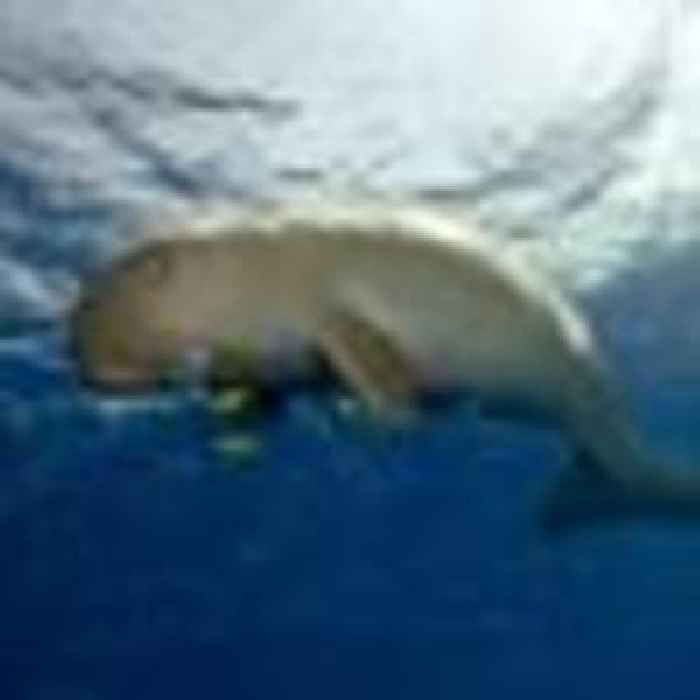 Dugongs 'functionally extinct' in Chinese waters