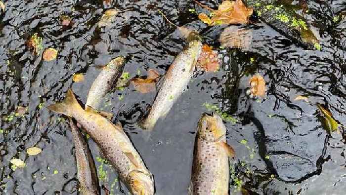 Angler blasts fines for water pollution incidents as ‘absolutely pathetic’ following Co Down fish kill