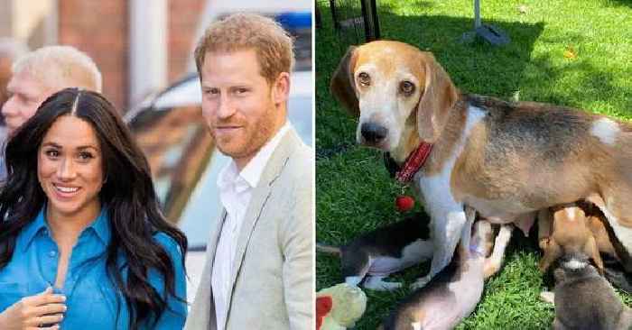 Doggone Cute! Meet Meghan Markle & Prince Harry's Newest Pooch, A Rescue Beagle Named Mamma Mia